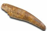 Fossil Spinosaurus Tooth - Real Fossil Tooth #373938-1